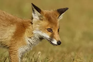 2020 February Highlights Gallery: Red Fox cub (Vulpes vulpes) Surrey, England, UK. June