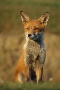 Foxes Prints: Red fox female sitting portrait {Vulpes vulpes} Cornwall, UK