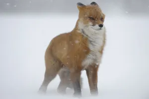Russia Prints: Red fox in a snow storm (Vulpes vulpes) Winter winds on Kamchatka can reach 40 meters a
