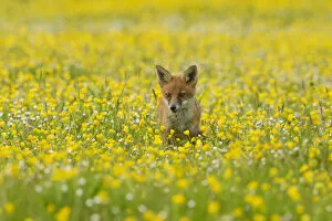 Red fox (Vulpes vulpes) 8 week old cub standing in field of buttercups, Kent, UK May
