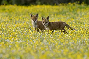 British Wildlife Collection: Red fox (Vulpes vulpes) two 8 week old cubs in flower meadow, Kent, UK May