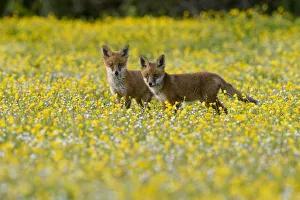 Red fox (Vulpes vulpes) two 8 week old cubs in flower meadow, Kent, UK May