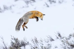 Red fox (Vulpes vulpes) adult hunting for rodents by snow diving in deep snow