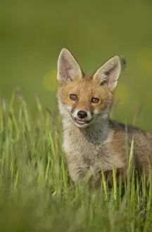Alert Gallery: Red fox (Vulpes vulpes) alert cub portrait, Derbyshire, UK, June. Non-ex