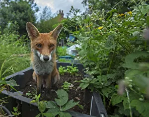 Images Dated 30th May 2018: Red Fox (Vulpes Vulpes) in allotment, North London, England UK