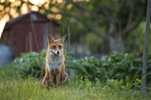 Red Fox (Vulpes Vulpes) in alotment, North London, England UK