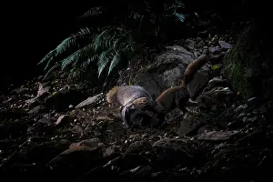 Nocturnal Prints: Red fox (Vulpes vulpes) attacking a Badger (Meles meles) over a dispute linked to territory and food reserves