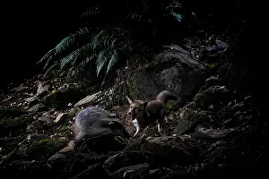 Nocturnal Prints: Red fox (Vulpes vulpes) attacking a Badger (Meles meles) over a dispute linked to territory and food reserves