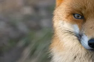 Images Dated 17th February 2011: Red fox (Vulpes vulpes) close-up of half of face, captive