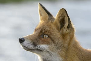 Images Dated 25th November 2017: Red fox (Vulpes vulpes), on coast, portrait. Netherlands. November
