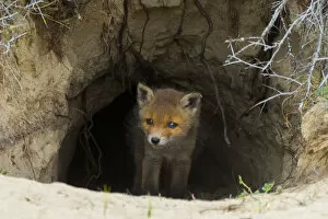 Red fox (Vulpes vulpes) cub age five weeks, at den in sand dunes, the Netherlands