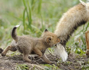 Red fox (Vulpes vulpes) cub biting tail of adult male, Kronotsky Zapovednik Nature Reserve