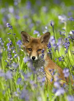 Red fox (Vulpes vulpes) cub in Bluebells, Oxfordshire, England, May