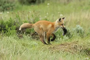 June Prints: Red fox (Vulpes vulpes) cub carrying dead Western meadow vole (Microtus drummondii) that parent brought to den