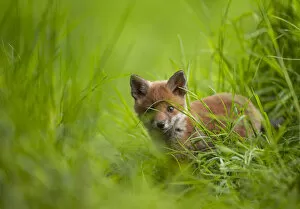 Images Dated 28th April 2022: Red fox (Vulpes vulpes) cub cautiously exploring the field margins close to its den, Derbyshire, UK