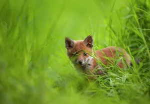 Bookplate Prints: Red fox (Vulpes vulpes) cub cautiously exploring the field margins close to its den