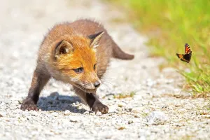 Path Prints: Red fox (Vulpes vulpes) cub chasing after butterfly. Germany. May