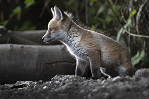 Images Dated 15th May 2020: Red fox (Vulpes vulpes) cub at the entrance to the den on allotment, North London