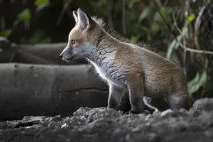 Vegetable Garden Prints: Red fox (Vulpes vulpes) cub at the entrance to the den on allotment, North London