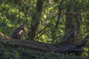 Exploration Prints: Red fox (Vulpes vulpes) cub exploring on fallen tree in woodland, Switzerland