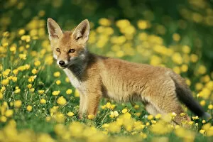 British Wildlife Gallery: Red fox {Vulpes vulpes} cub in field of buttercups. UK