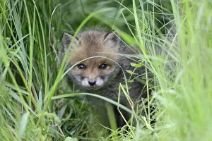 Images Dated 13th May 2013: Red fox (Vulpes vulpes) cub hiding in grass, Vosges, France, May