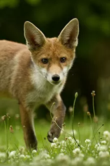 Images Dated 29th June 2010: Red Fox (Vulpes vulpes) cub in late evening light, Leicestershire, England, UK, July