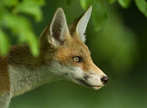 British Wildlife Collection: Red Fox (Vulpes vulpes) cub in late evening light, Leicestershire, England, UK, July