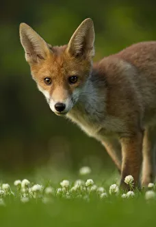 Foxes Prints: Red Fox (Vulpes vulpes) cub in late evening light, Leicestershire, England, UK, July