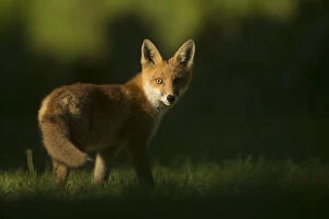 Animal Ears Gallery: Red fox (Vulpes vulpes) cub looking at camera, in morning. Sheffield, England, UK. June