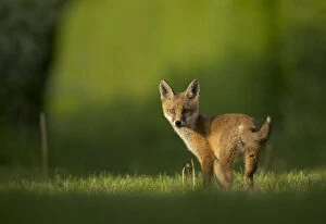 Images Dated 24th May 2017: Red fox (Vulpes vulpes) cub looking over shoulder at camera. Sheffield, England, UK. May
