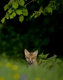 Images Dated 11th May 2011: Red Fox (Vulpes vulpes) cub in meadow. Derbyshire, UK, June