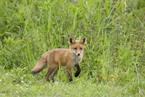 Images Dated 15th June 2009: Red fox (Vulpes vulpes) cub, Oostvaardersplassen, Netherlands, June 2009