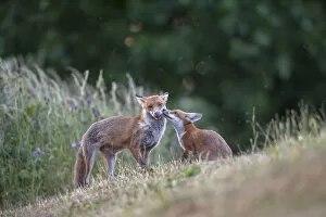 2020 September Highlights Gallery: Red fox (Vulpes vulpes) cub in pasture asking vixen for food, England