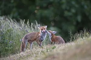 Red fox (Vulpes vulpes) cub in pasture asking vixen for food, England