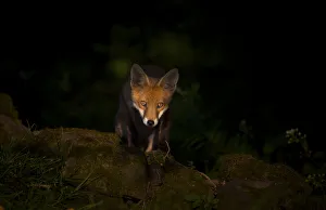 Looking Prints: Red fox (Vulpes vulpes) cub pausing in a pool of dappled sunlight as it emerges from the forest