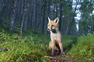 Highlands Of Scotland Collection: Red fox (Vulpes vulpes) cub sitting in coniferous woodland clearing at dusk. Glenfeshie