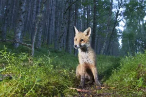 Red fox (Vulpes vulpes) cub sitting in coniferous woodland clearing at dusk. Glenfeshie