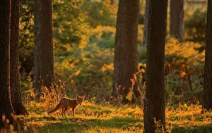 Conifers Prints: Red fox (Vulpes vulpes) cub wandering through pine forest in golden glow of evening sunlight