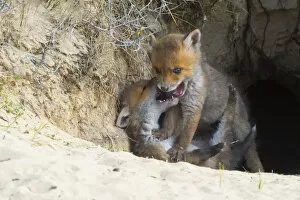Images Dated 6th December 2019: Red fox (Vulpes vulpes) cubs age five weeks, playing at den in sand dunes