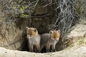 2020 May Highlights Gallery: Red fox (Vulpes vulpes) cubs age five weeks at entrance to den inand dunes