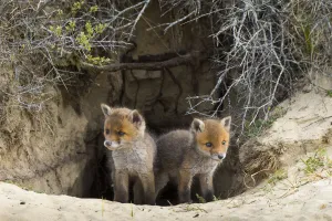Animal Den Prints: Red fox (Vulpes vulpes) cubs age five weeks at entrance to den inand dunes