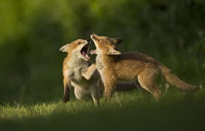 Red fox (Vulpes vulpes), two cubs play fighting. Sheffield, England, UK. May