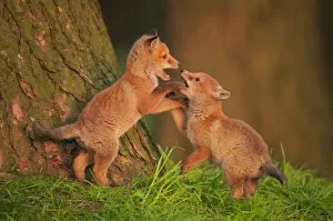 Two Red fox (Vulpes vulpes) cubs playfighting in early morning sunlight, Derbyshire, UK. January
