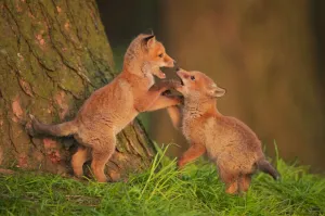 Enjoyment Prints: Two Red fox (Vulpes vulpes) cubs playfighting in early morning sunlight