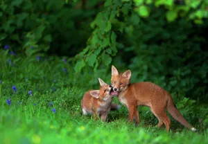 Enjoyment Prints: Two Red fox (Vulpes vulpes) cubs playfighting on the fringes of a field