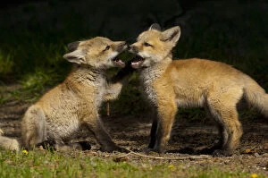 Images Dated 27th May 2009: Red fox (Vulpes vulpes) two cubs playing, Shoshone National Forest, Wyoming, USA May