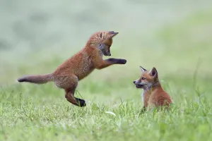 France Prints: Red fox (Vulpes vulpes) cubs playing, Vosges, France, May