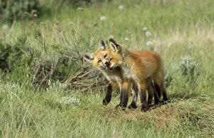 Siblings Prints: Red fox (Vulpes vulpes) cubs playing above den in prairie grassland, Colorado, USA, June