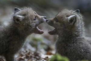Images Dated 12th May 2018: Red fox (Vulpes vulpes) cubs playing, Vosges, France, May